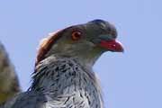 Topknot Pigeon (Lopholaimus antarcticus)
